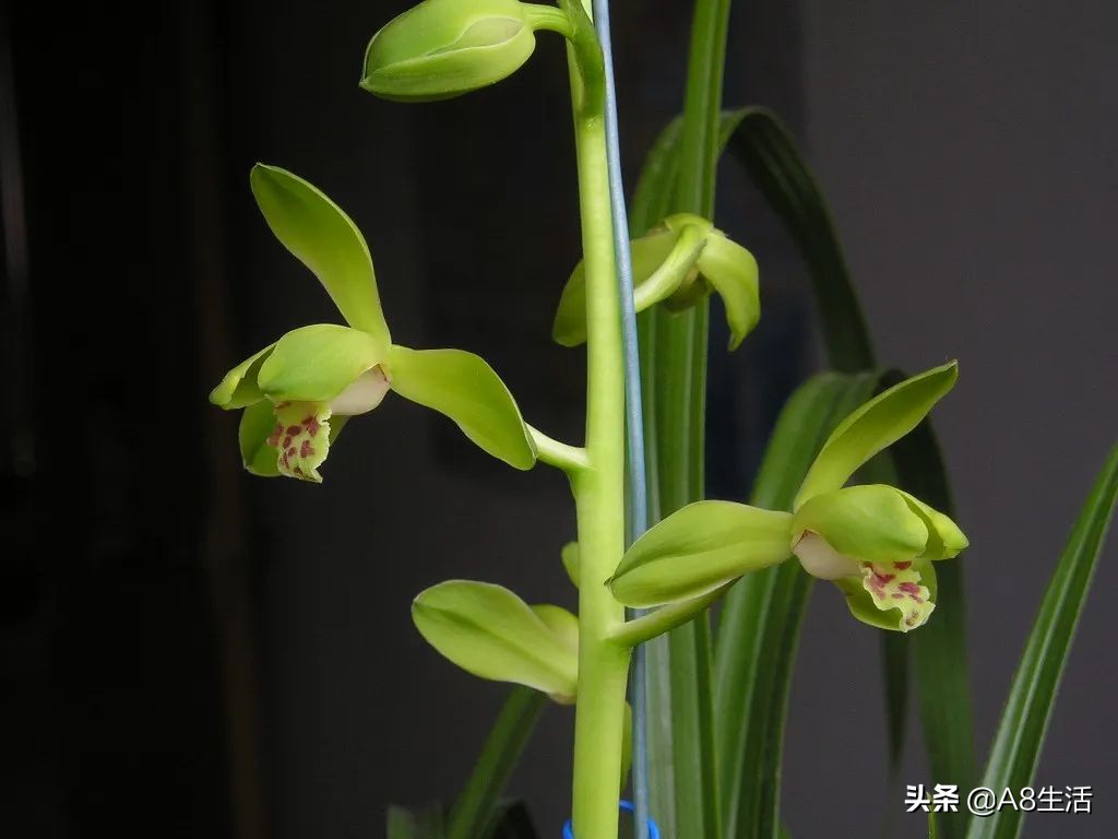 每日一兰花故事～中国兰花.惠兰名品.大一品