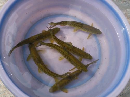 鮸鱼浑身是宝,赤鳞鱼有多厉害