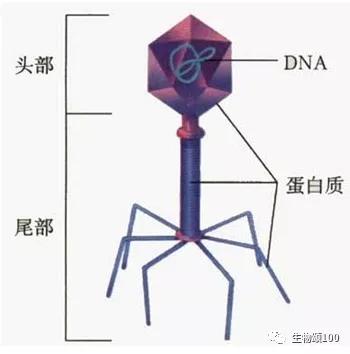 学科教学生物真题,生物教学中各种模型