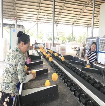 西昌黄联关镇：小石榴做出大文章软籽石榴映“红”乡村致富路