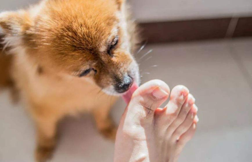 狗狗为什么爱舔主人的唾液,狗狗为什么爱舔自己的手脚