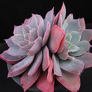 广寒宫都有谁,广寒宫里都有谁