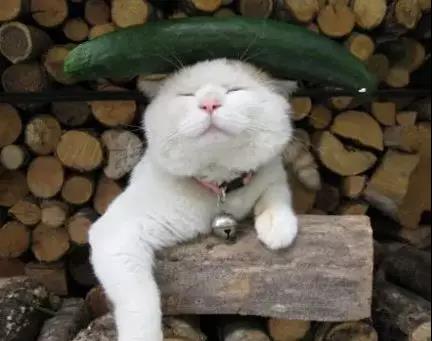 淘宝个人店铺怎么亮营业执照,上传营业执照怎么点亮蓝v