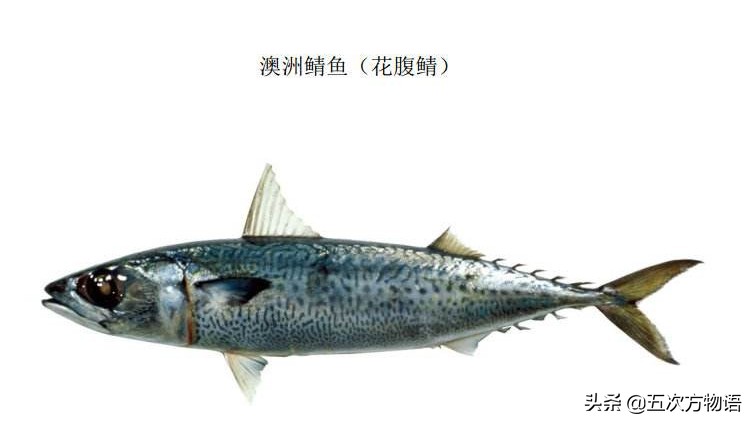 椴呴奔鍒嗛矏椴呰繕鏈夊暐,椴呴奔濂藉悆杩樻槸椴愰矃