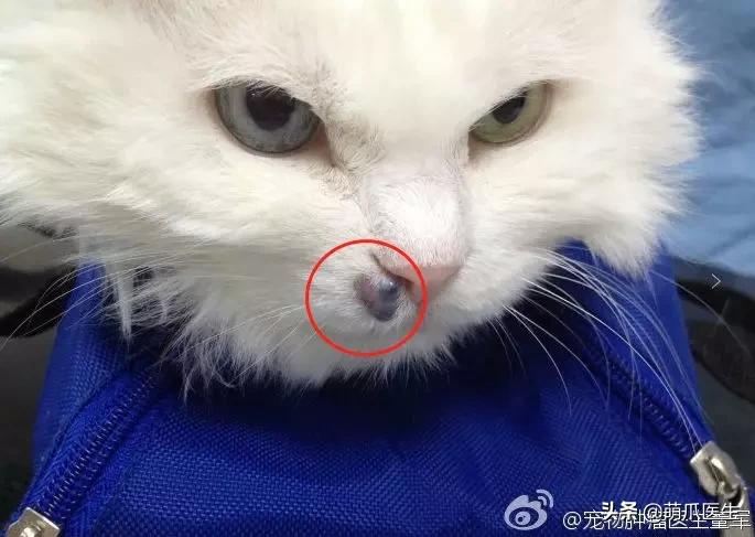 猫咪舔鼻子代表着什么,猫咪舔鼻子是什么原因