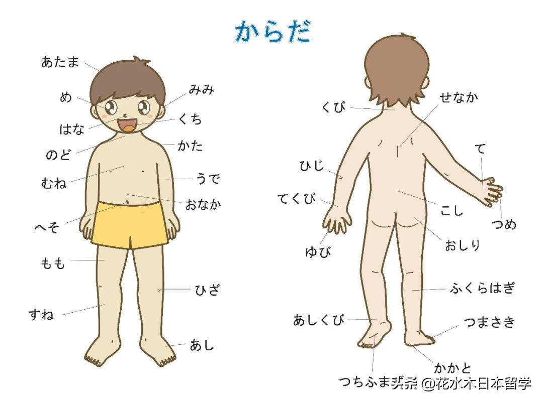 日语身体部位的惯用句,猪的各个部位用日语怎么表达