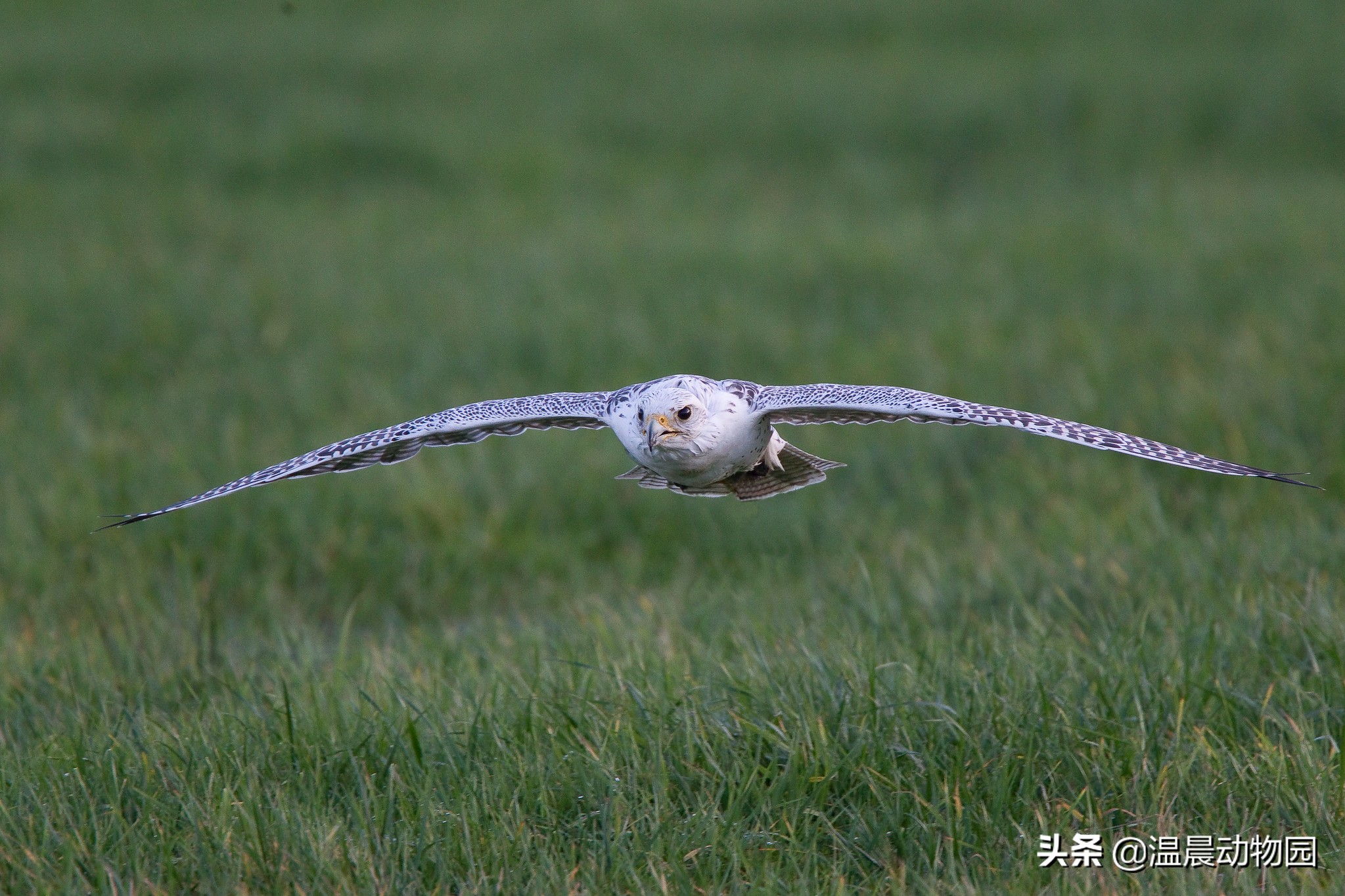 为什么海东青被称为神鸟,海东青是天空中的无敌王者吗