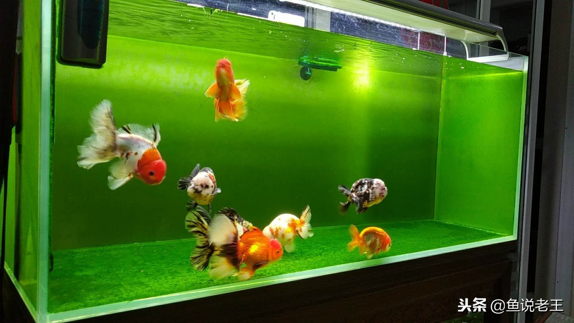 长时间不换水鱼会死吗,长时间不换水鱼会得什么病