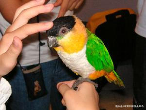 牡丹鹦鹉到底有多少种,可以饲养的牡丹鹦鹉有什么品种