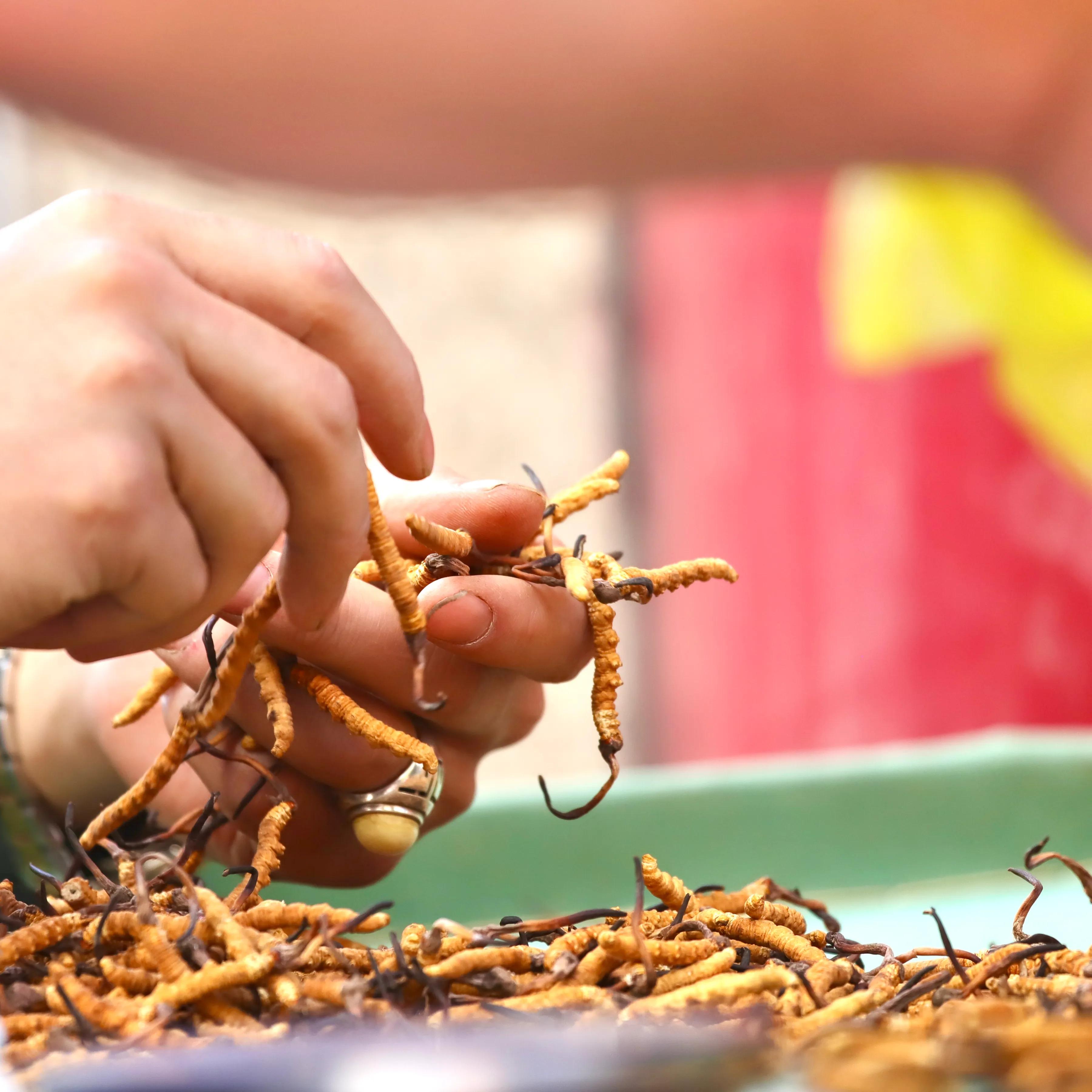 中国最大虫草市场,全国最大冬虫夏草集散地
