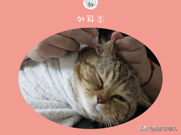 猫耳朵臭怎么清洁,猫耳朵臭怎么解决