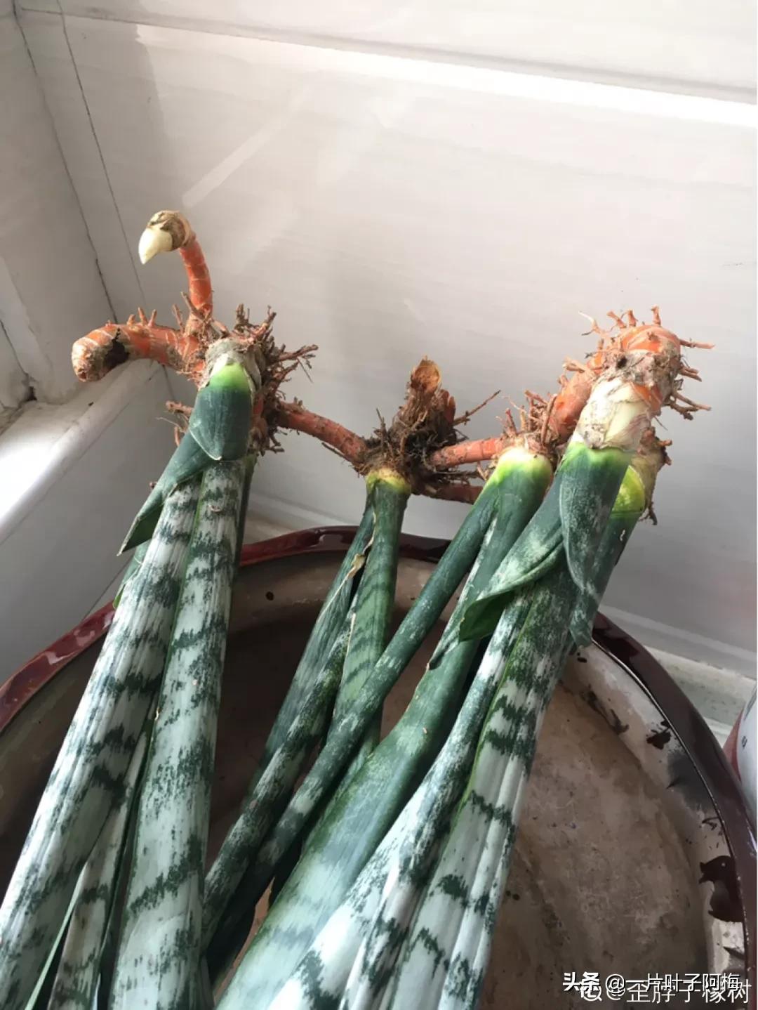 叶子软塌塌,叶子缺水卷曲怎么补救