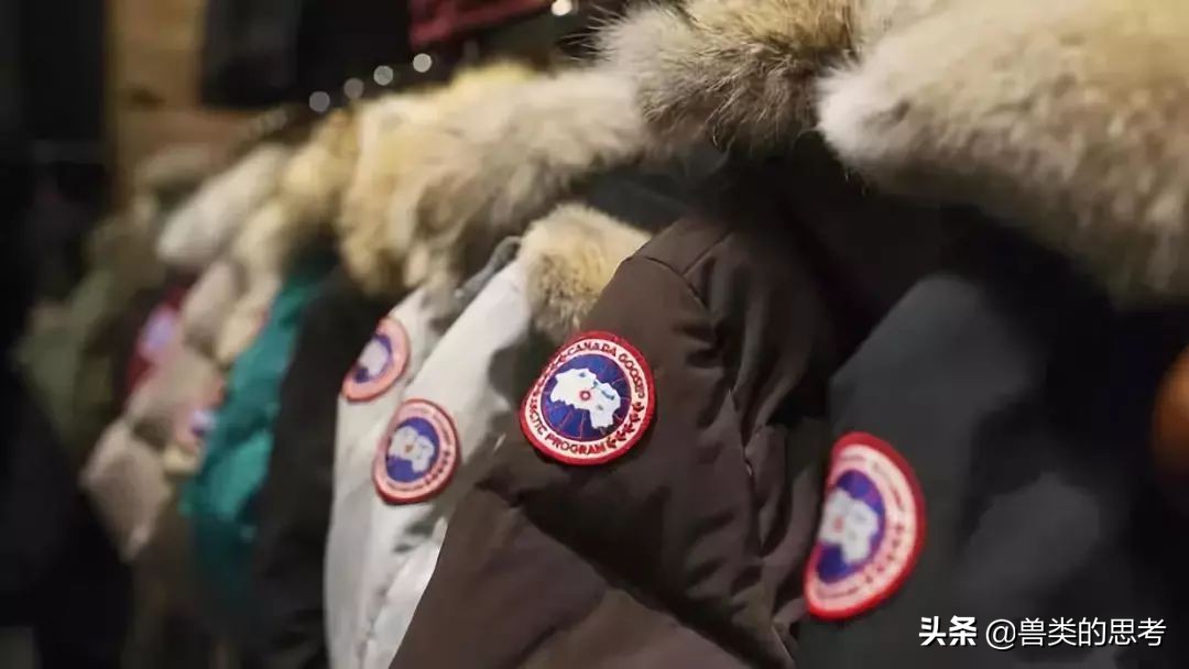 鹅猫相爱记：“加拿大鹅”情人节高调示爱天猫！究竟怎么回事？