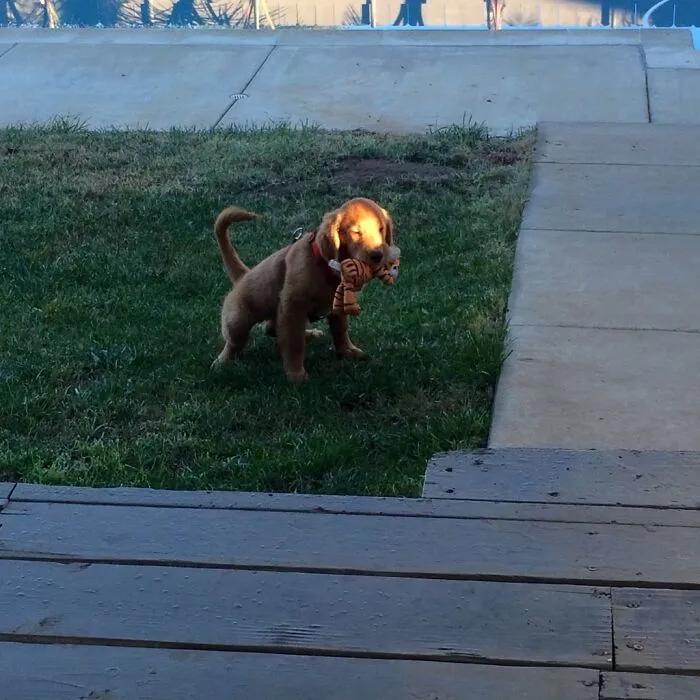 宠物谁能想到这是它最喜欢的玩具,网友分享宠物和它们最爱的玩具