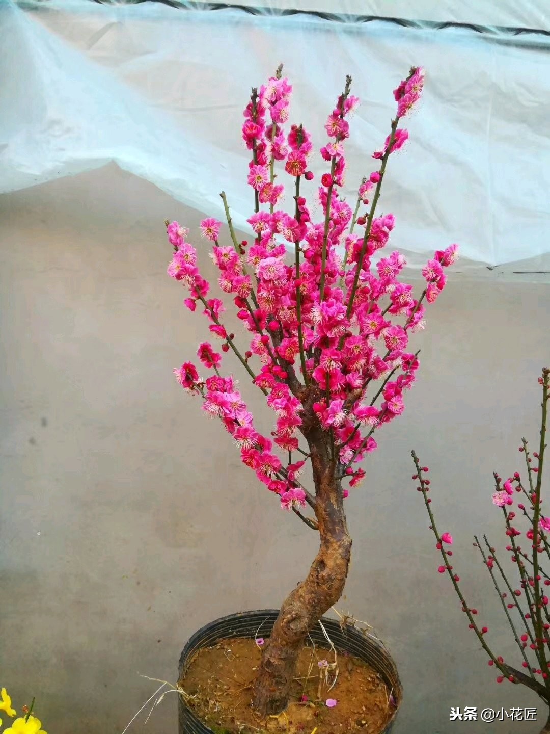 红梅冬季该如何养护？是否需要冻一冻？