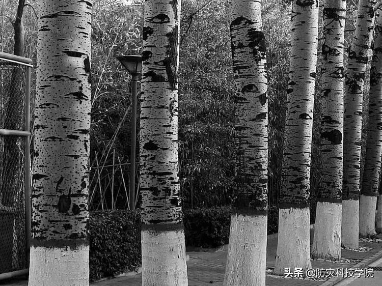 震校往事怀想(三):举校东迁共克时艰