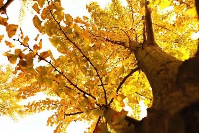 秋天赏枫叶好去处,赏红叶正当时