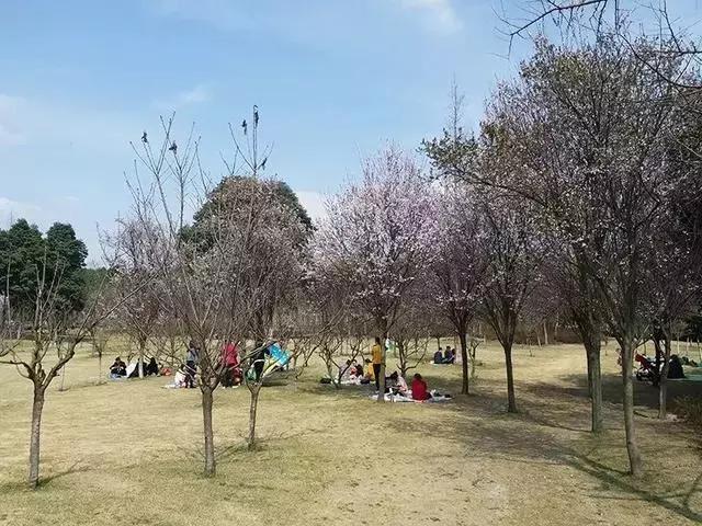 双流未来规划如何,双流最近发展比较好的片区