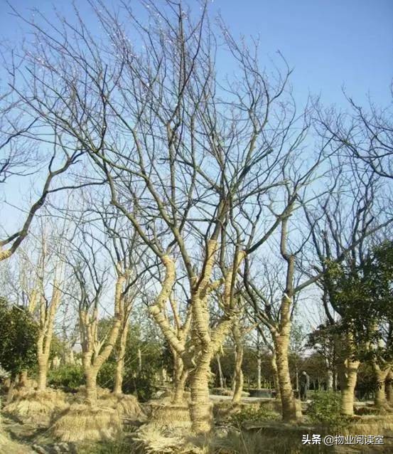 小区绿化养护一般做哪些工作,小区绿化养护需要什么资质