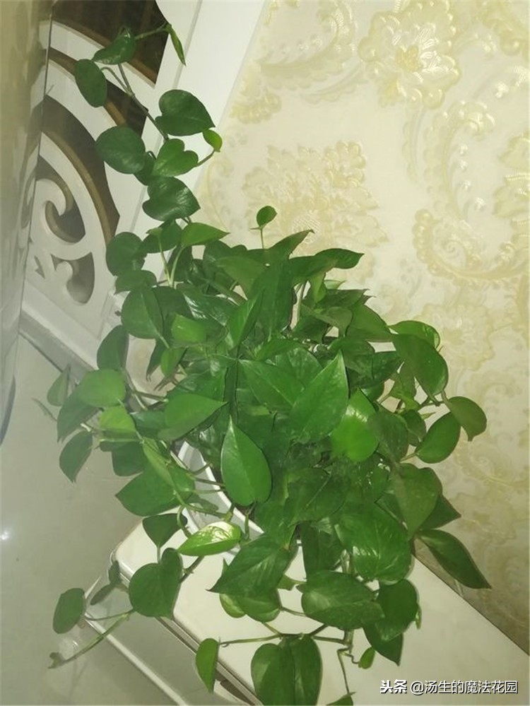 绿萝冬天放在泡沫箱里能过冬吗,水培绿萝冬天怎么安全过冬