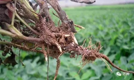 花生高产栽培技术视频,种花生到收花生的所有过程