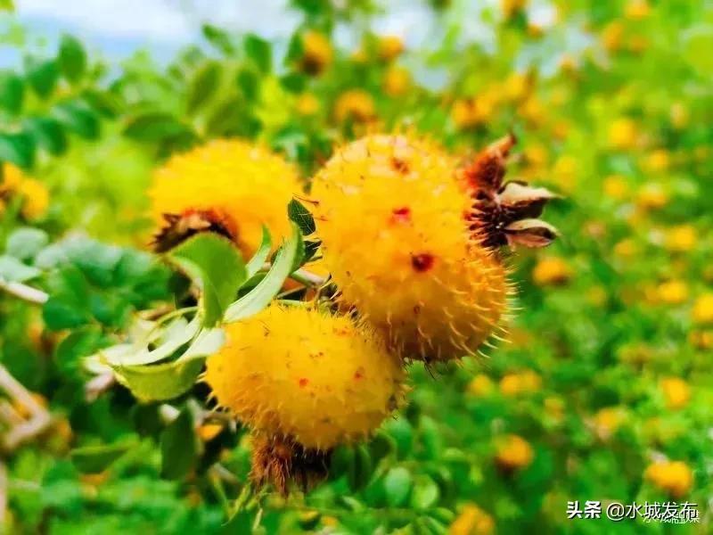 水城:产业兴旺乡村美