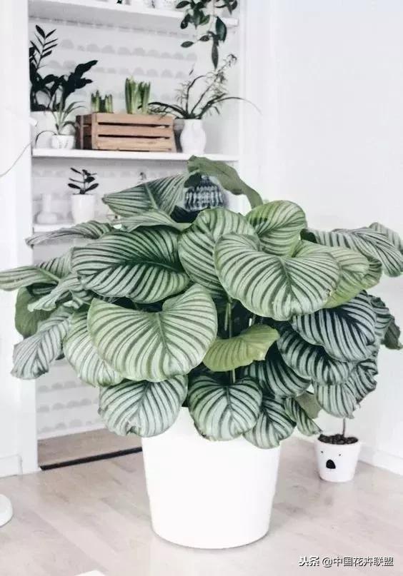 打翻了调色盘的花,打翻了调色盘的美景