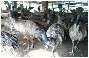 深度解析农业创业项目农村养殖,跨界农业最赚钱的模式