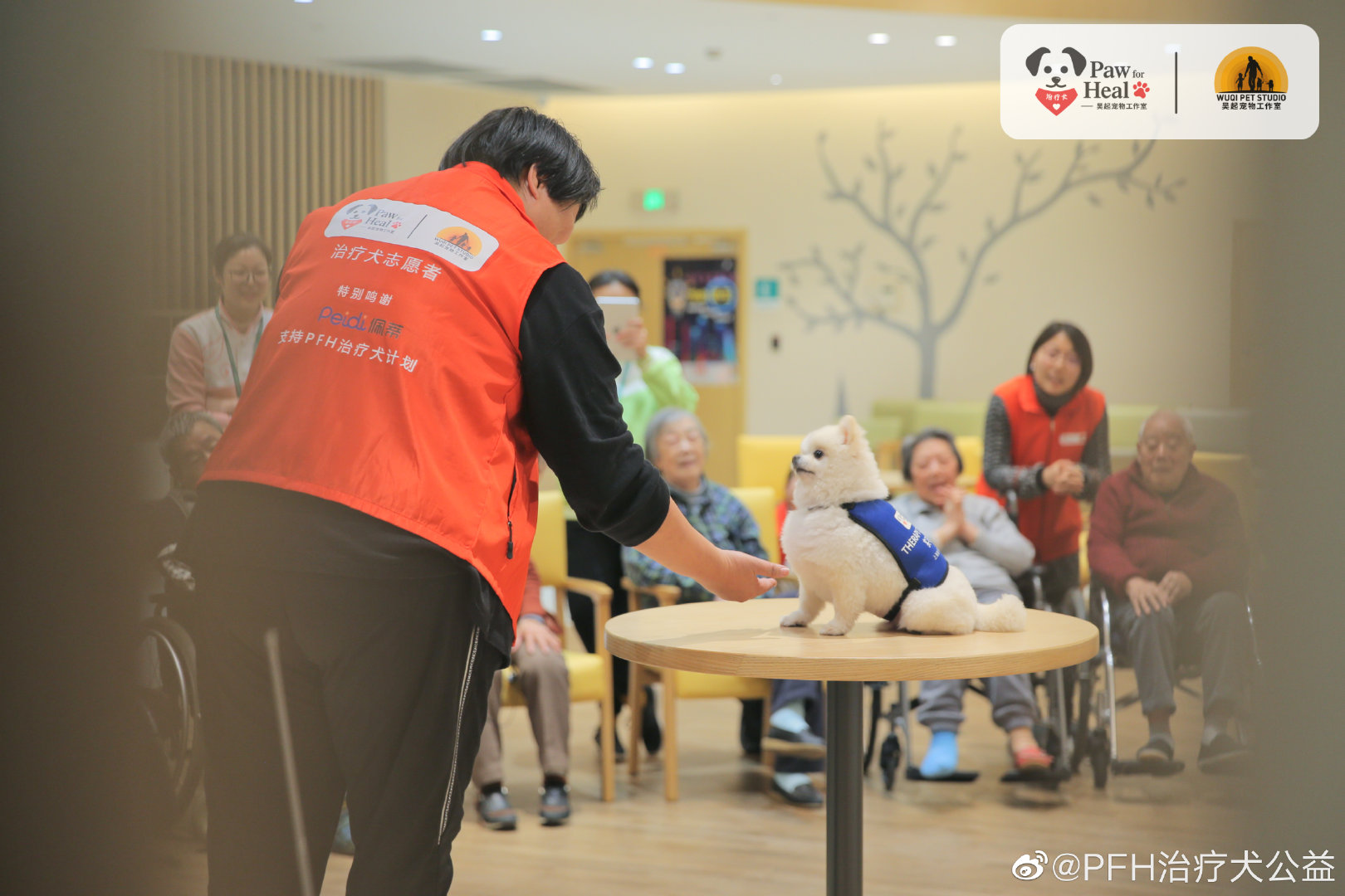 治疗犬到底是怎样的群体？我们的狗狗都能成为治疗犬吗?