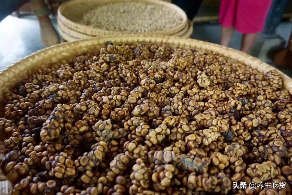 “千金难求”的猫屎咖啡，是如何制作而成的，看完你还想喝吗？