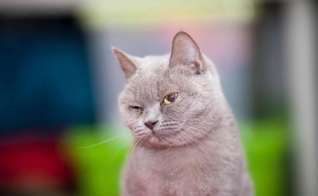 怀孕的母猫得猫瘟没流产,怀孕母猫得了猫鼻支会流产么