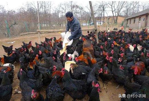 2020致富好项目在农村怎么创业,2021年致富项目