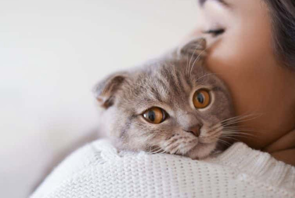 解决猫咪口臭的方法有哪些,猫咪口臭的解决方法和调理方法