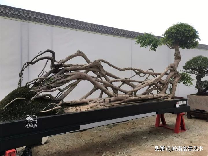 我喜欢的榕树盆景,泉州榕树盆景