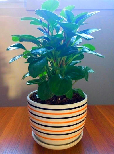 养花营养土羊粪的配制方法,养花土最佳配方