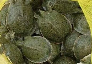 人工饲养的甲鱼能放生吗,人工饲养甲鱼多少钱一斤