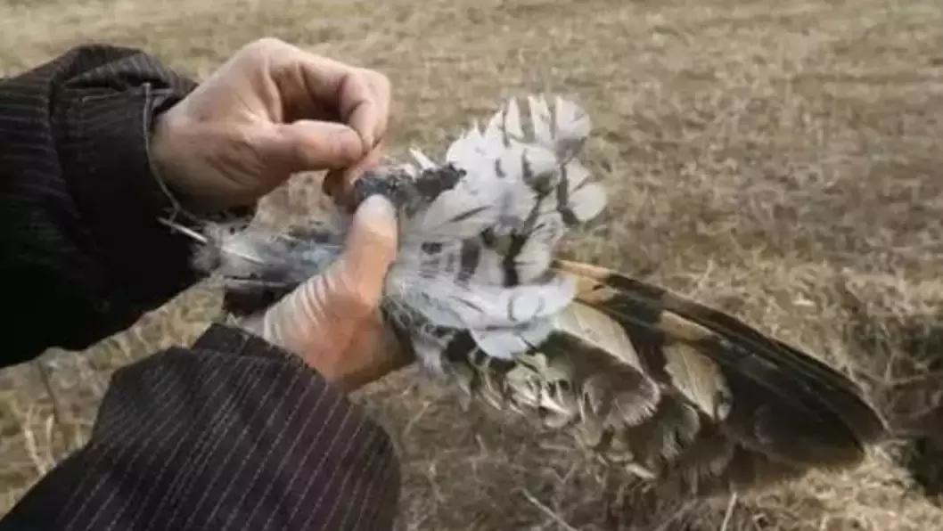 被囚34年取精，被迫亲手杀死爱子，最后只能挣扎着死去……