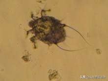 宠物猫狗皮肤病瘙痒寝食难安，主人难受着急，诊断准确才是关键！