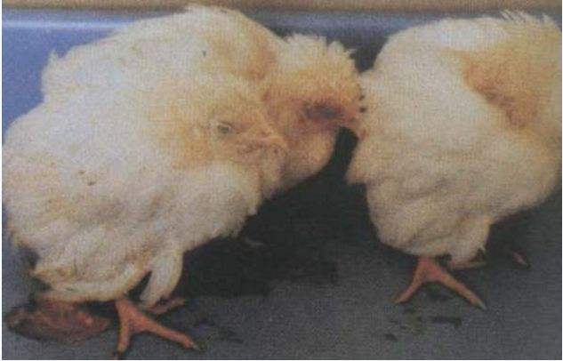 养鸡户请注意，关于鸡感冒，不要被中医所误导