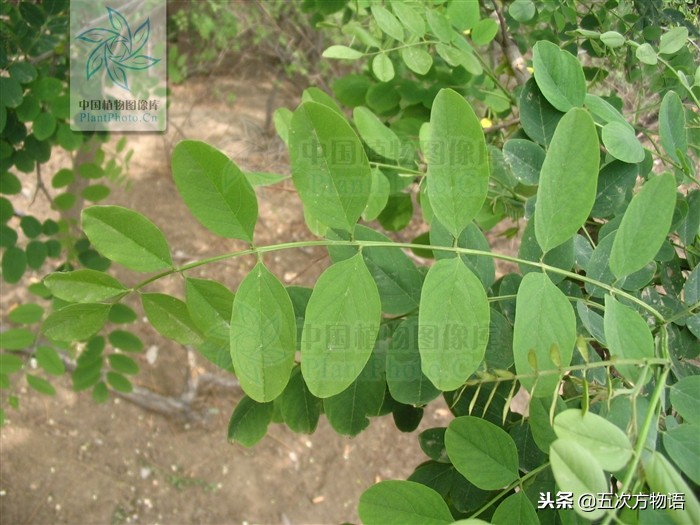 家槐叶和槐叶区别,国槐家槐是同一种树吗