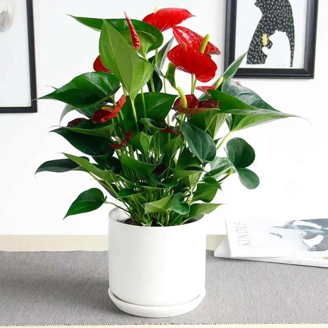 老红掌怎么养才能更旺盛,红掌火鹤怎么养