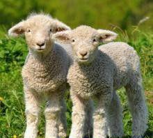 母羊产羔慢用什么药,母羊产小羔羊注意事项