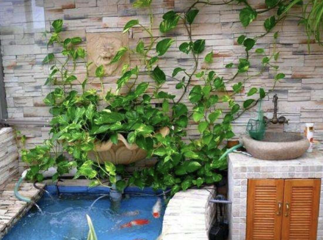 绿萝怎么养才能向柱子爬,绿萝刚拿回来怎么养才能更旺盛