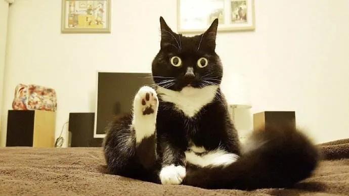 盘点二次元猫咪 (可爱二次元猫咪大全)