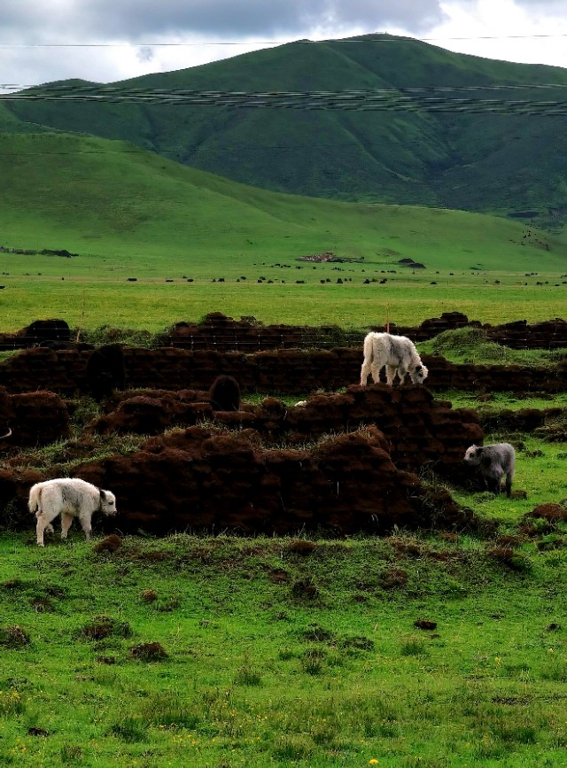 一条绝美草原之路,一条绝美的自驾公路