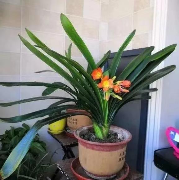 君子兰养殖方法和技巧如何浇水,君子兰夏季室外高温怎么养