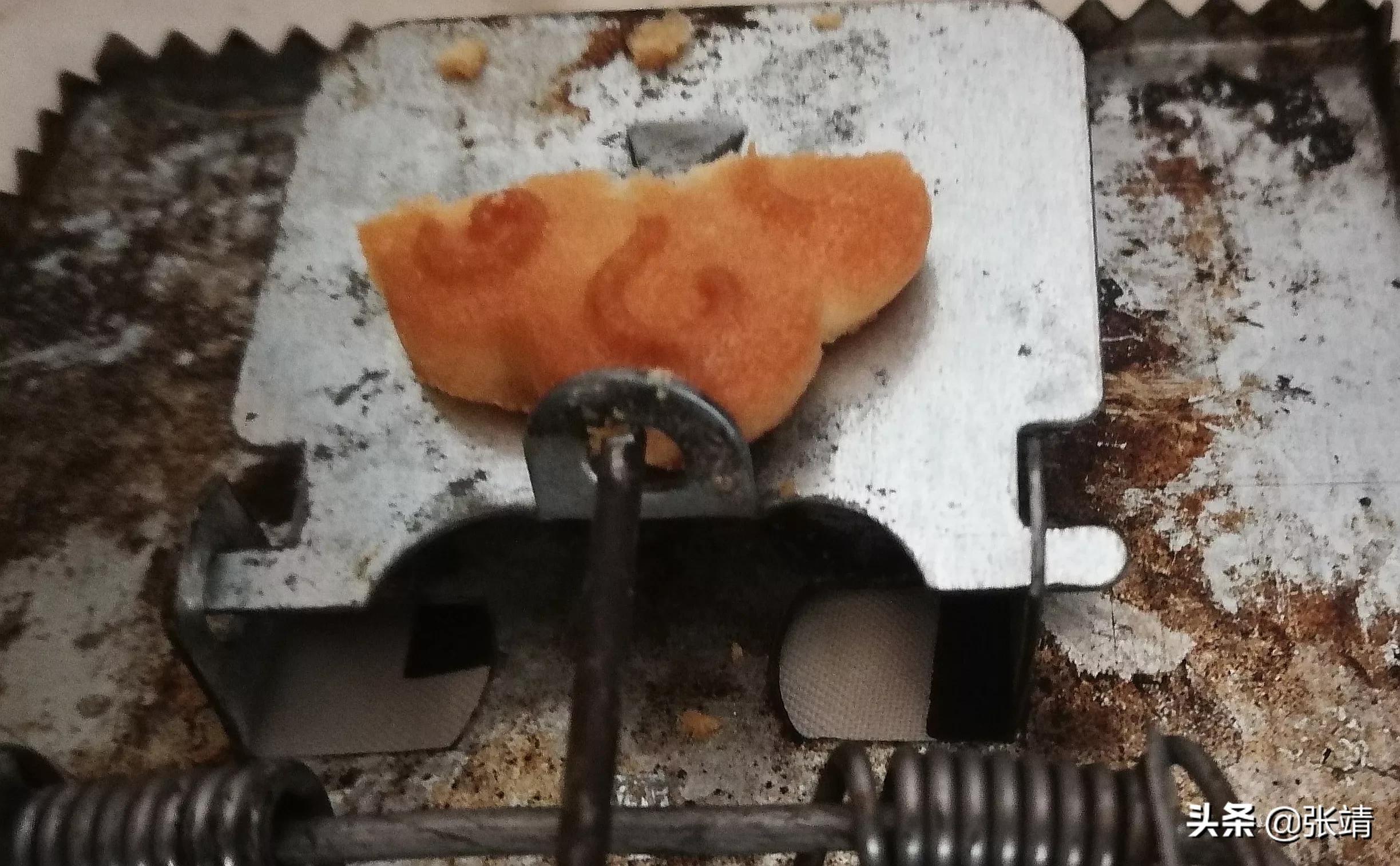 老鼠进家了怎么才能抓住,老鼠进家该找谁处理