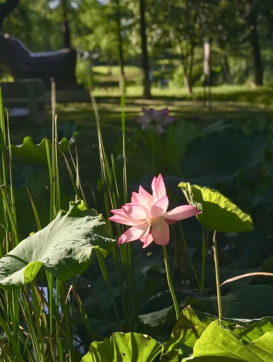 应用文备考：贺信\辩论稿\表扬信（格式+注意点+原题+范文）