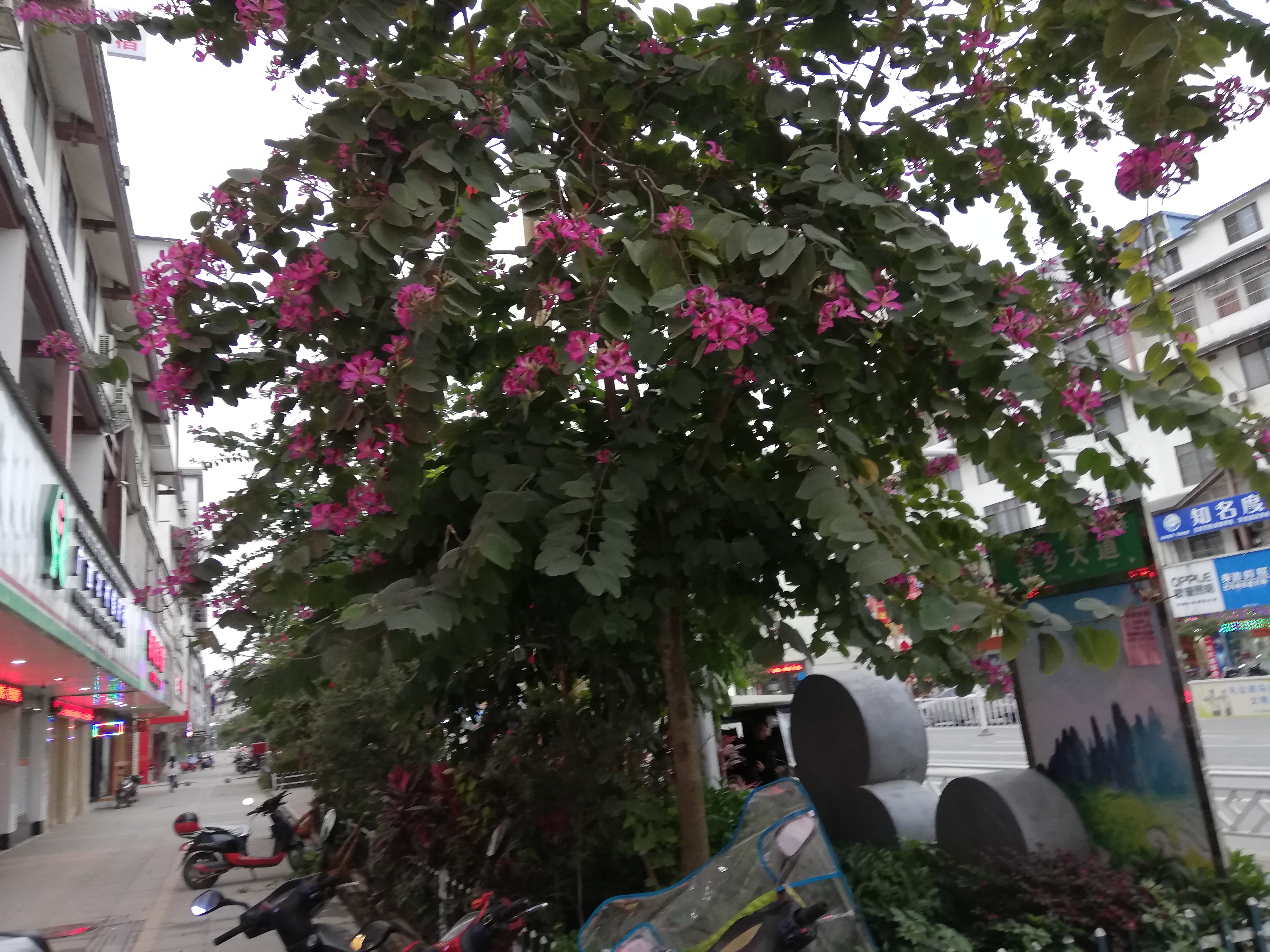 巴马100岁老人长寿秘诀视频,巴马五大长寿之乡之首