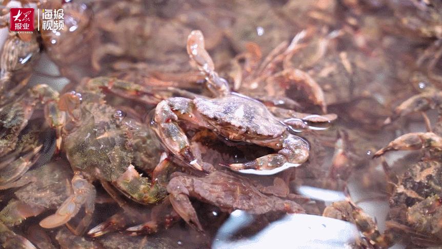 威海100元一斤的海鲜,六月份威海海鲜价格